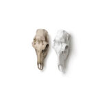 X_Elk_Skull_for_Wall_Natural_White-bc1042_bc1043_large